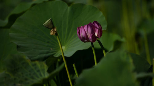 Close-up of purple flower