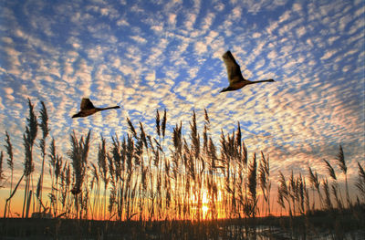 Silhouette bird flying over lake