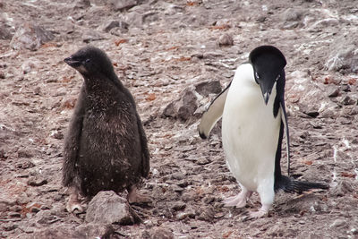 High angle view of penguins on rock