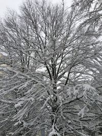 Snow covered bare trees against sky