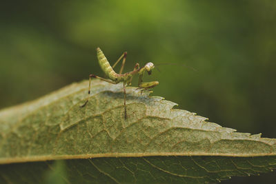 Close-up of insect on leaf