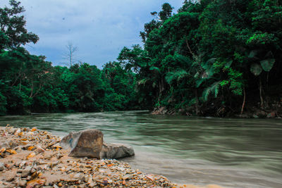 Scenic view of river in forest
