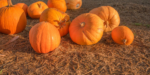 Beautiful autumn background with sunlight