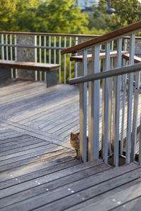 View of dog on footbridge