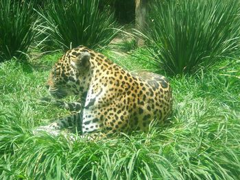 Cat relaxing on grass