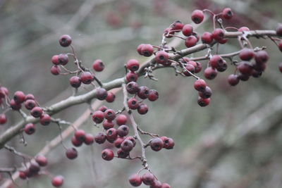 Close-up of berries growing on tree