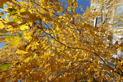 Low angle view of tree during autumn