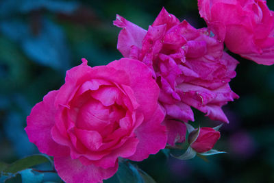 Close-up of pink rose flower