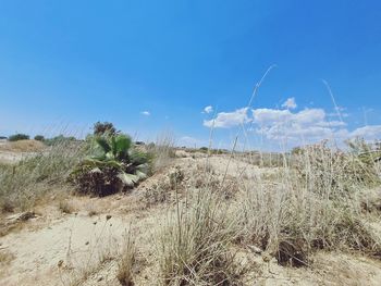 Plants growing on land against sky