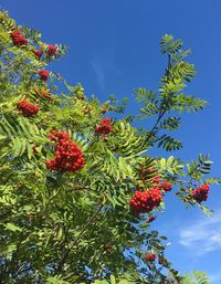 Low angle view of flowers on tree