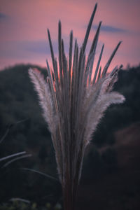 Close-up of stalks in field against orange sky