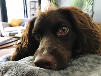 Close-up portrait of dog lying on bed