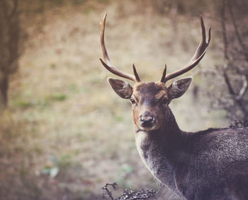 Portrait of deer