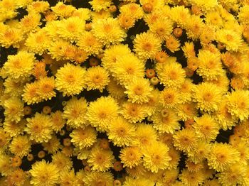 Full frame shot of yellow dahlia flowers at home