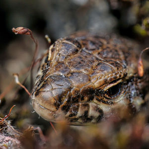 Close-up of crab on field