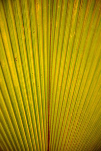 Full frame shot of palm leaf