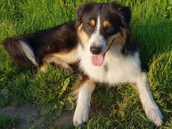 Portrait of dog relaxing on field