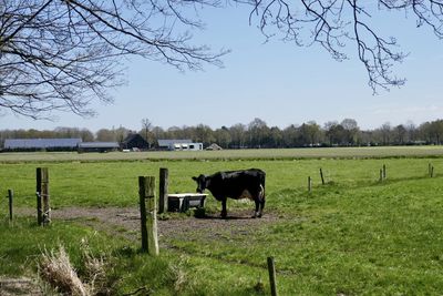 Horses grazing in a field