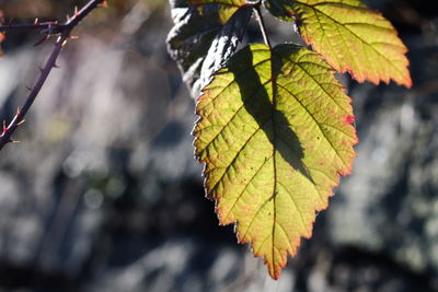 Close-up of autumnal leaves
