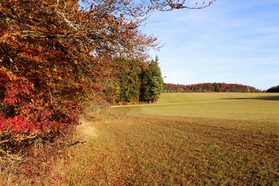 Trees on field against sky