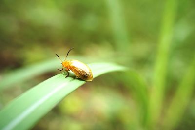 Close-up of insect on plant