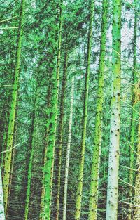 Full frame shot of bamboo trees in forest