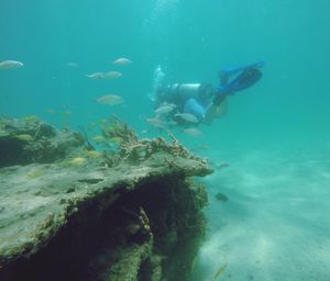 Fish swimming in sea