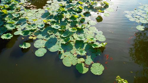 High angle view of water lily leaves floating on lake