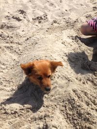 Dog on beach