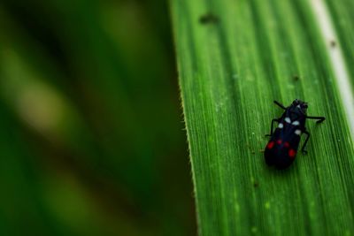 Close-up of ladybug on wood