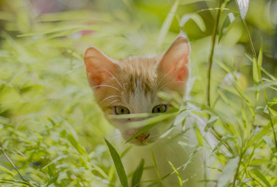 Close-up portrait of cat