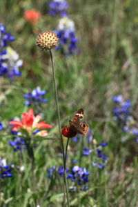 Close-up of butterfly pollinating on flower