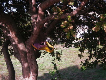 View of a bird on branch