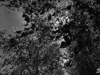 Low angle view of tree against sky
