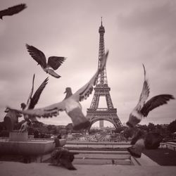 View of birds in flight