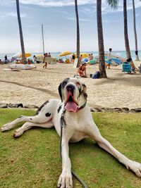 Close-up of dog sitting on beach against sky