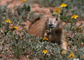 View of squirrel on field