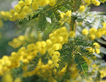 Close-up of yellow plant