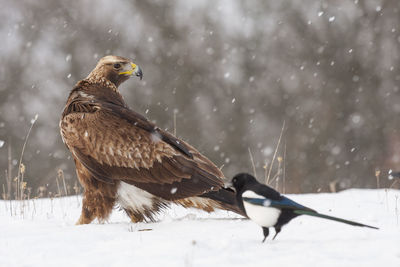 Golden eagle, aquila chrysaetos, perched in the snow on a forest floor under a snowfall