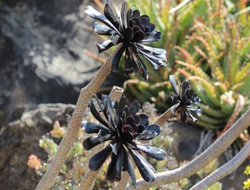 High angle view of flowering plant