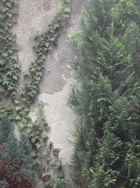 Plants growing on footpath