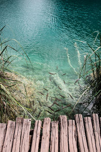 High angle view of wood by sea