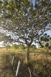 Trees on field against sky