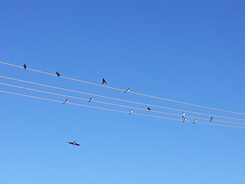 Low angle view of birds flying against clear blue sky