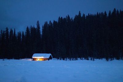 Snow covered land and trees in forest