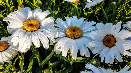 Close-up of white flowers blooming on field