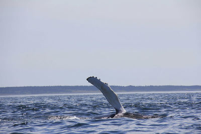 View of horse in sea