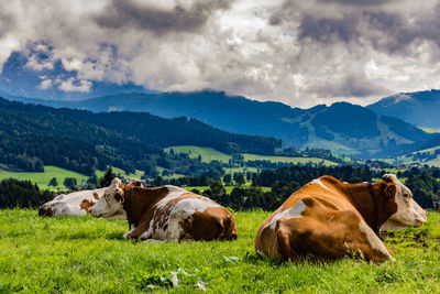 Cows on field against sky