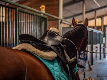 View of horse in stable