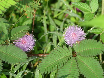 Close-up of purple flower in water